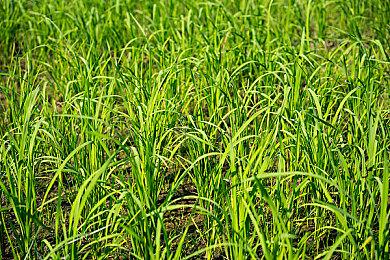 E3 2021：《索尼克：色彩终极版》试玩视频